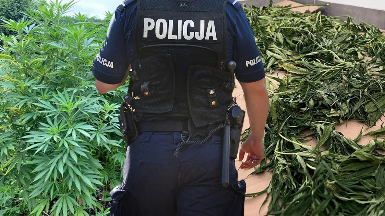 Marihuana na dużej plantacji i w domu. Właściciel pod dozorem policji - Zdjęcie główne