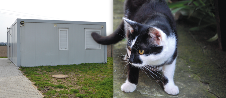 Zwierzaki siedzą pod prysznicem, w ubikacji, u nas w domach - Zdjęcie główne