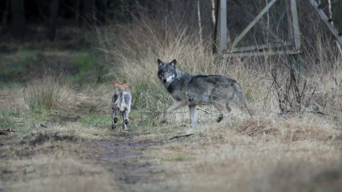 Wilki już nie schodzą człowiekowi z drogi. Mieszkańcy Pudliszek zgłaszają "obawy o swoje zdrowie oraz bezpieczeństwo" - Zdjęcie główne