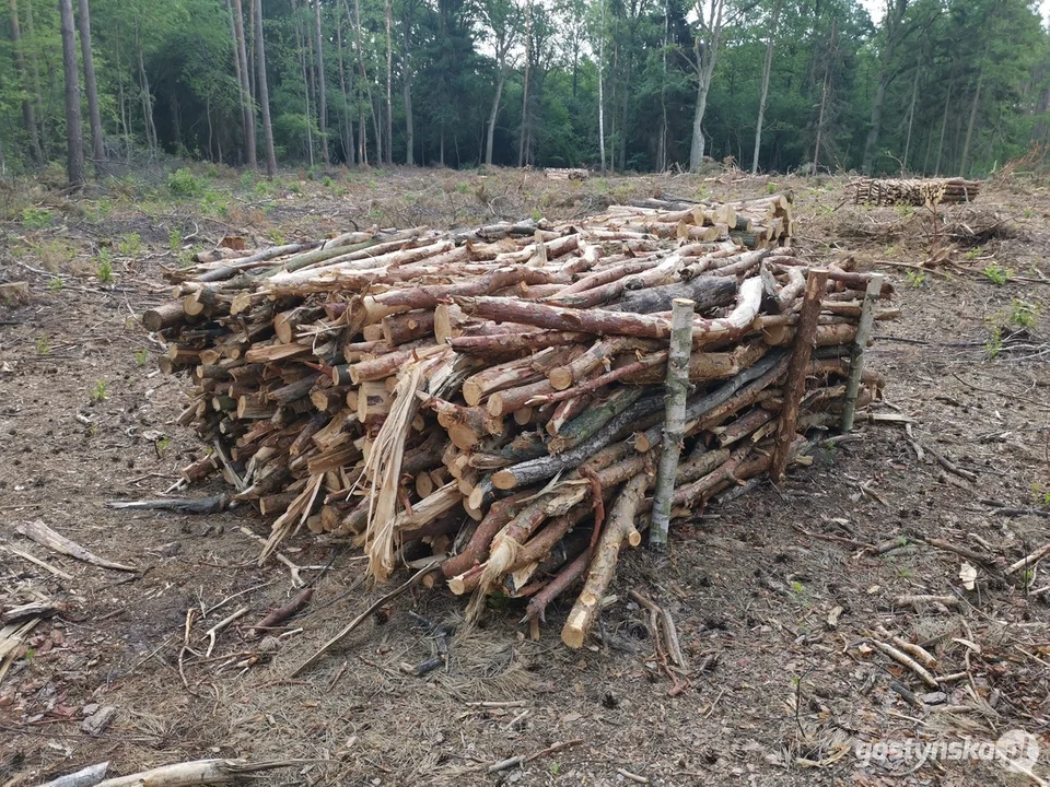 Gałęziówką dotychczas interesowali się zimą i wczesną wiosną głównie rolnicy podczas przerwy w pracach polowych. A teraz? - Pamiętam, jak jeździliśmy z kolegą po wsiach i prosiliśmy się stałych odbiorców o kupno opału. Zawieszaliśmy też ogłoszenia o możliwości nabycia tego surowca w sklepach. Sytuacja na rynku od tego czasu zmieniła się diametralnie - przyznaje Maciej Rybacki, leśniczy leśnictwa Kawcze