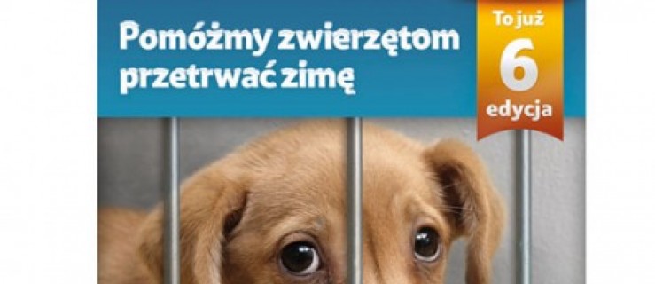 Wesprzyjmy nasze schronisko - Zdjęcie główne