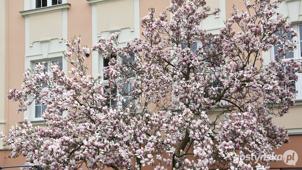 W Gostyniu na matury kwitną kasztany... i magnolie