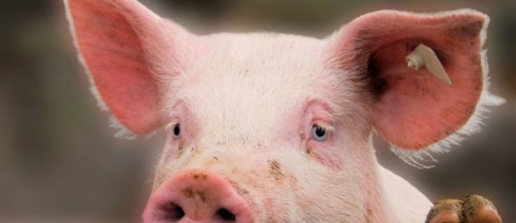 Firma z Leszna szuka swoich świń - Zdjęcie główne