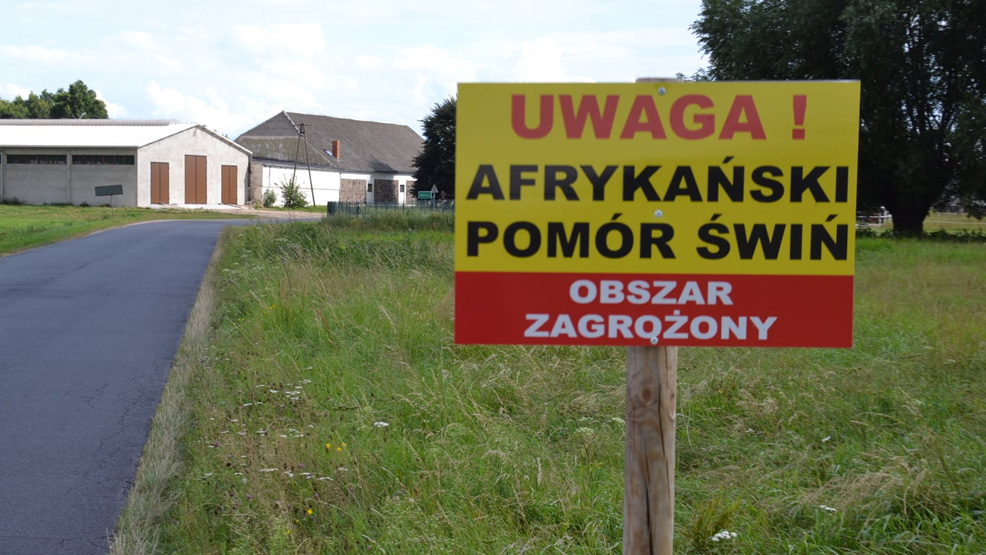 Afrykański Pomór Świń w powiecie gostyńskim? Są najnowsze dane - Zdjęcie główne