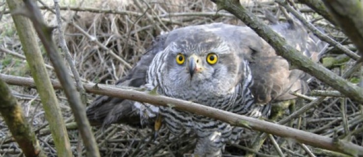 Ratowali dzikiego ptaka - Zdjęcie główne