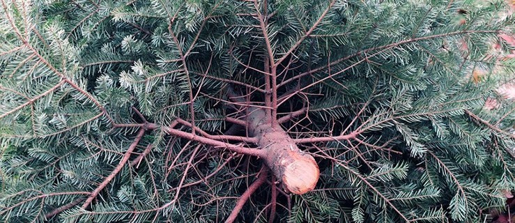 Rozebrałeś już świąteczne drzewko? Trwa zbiórka naturalnych choinek - Zdjęcie główne