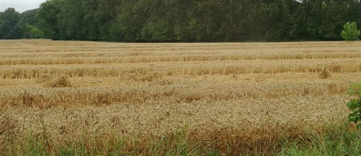 Zboża wyległy. Odbije się to na plonach? - Zdjęcie główne