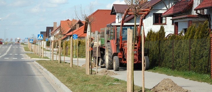 Nasadzają graby i klony - Zdjęcie główne