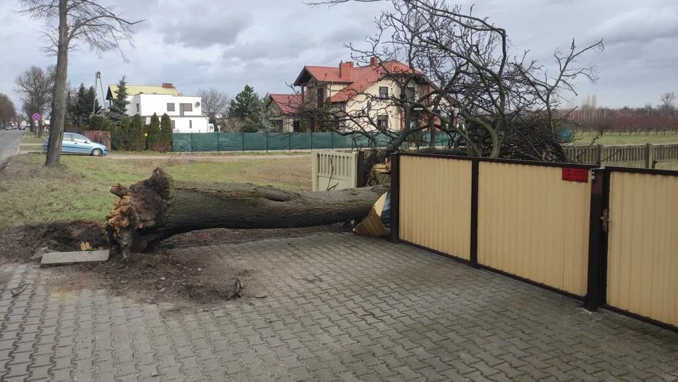 IMiGW wydał alert o silnym wietrze dla powiatu gostyńskiego - Zdjęcie główne