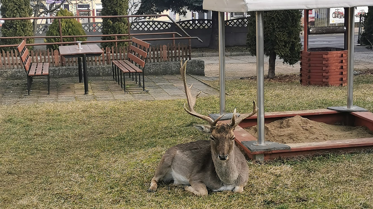 Odpoczywał pod blokiem  - Zdjęcie główne