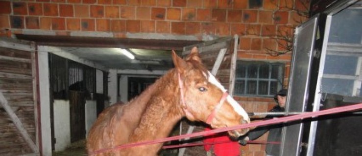 Makabra. Kolejne konie zagłodzone przez pijanego właściciela! [Zdjęcia] - Zdjęcie główne