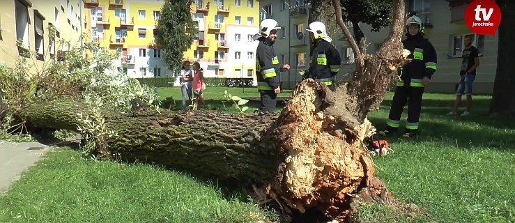 Drzewo przewróciło się na osiedlu. Tuż obok drzwi wejściowych [WIDEO]  - Zdjęcie główne