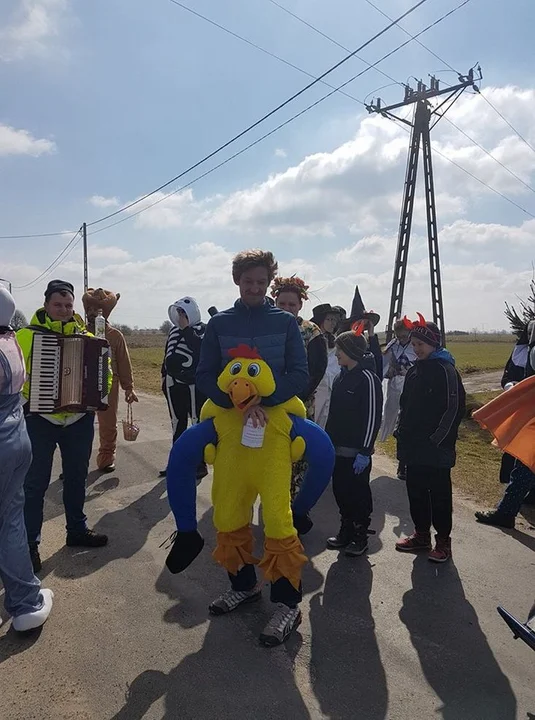 Niedźwiedzie powrócą w Lany Poniedziałek. Wielu na nich czekało od dwóch lat