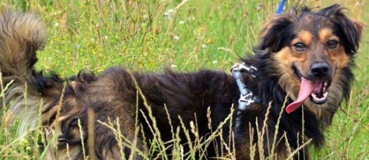 Cecyl łaknie kontaktu z człowiekiem - Zdjęcie główne