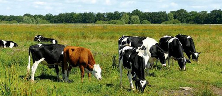 Prawdziwe krowy nie są fioletowe. Co kryje nowa książka Wacława Adamiaka?  - Zdjęcie główne