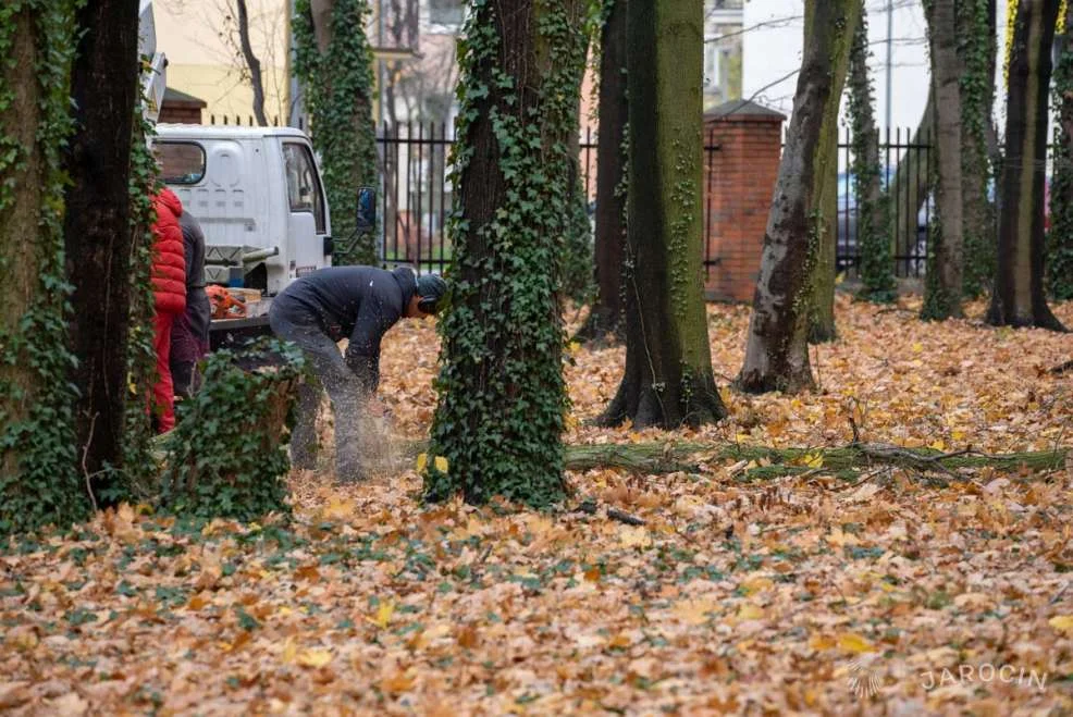 Kolejny raz alpiniści prowadzą prace pielęgnacyjne w parku Radolińskich [ZDJĘCIA] - Zdjęcie główne