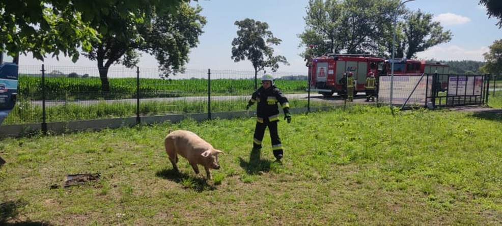 Ciężarówka przewożąca świnie wypadła z DK 15 w Golinie