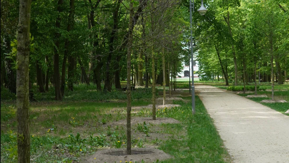 W parku Radolińskich znowu uschły niedawno posadzone dęby [ZDJĘCIA] - Zdjęcie główne