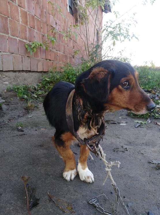 Szokująca interwencja TOZ-u w gminie Jaraczewo. Pies miał sznurowadła wrośnięte w skórę [ZDJĘCIA] - Zdjęcie główne