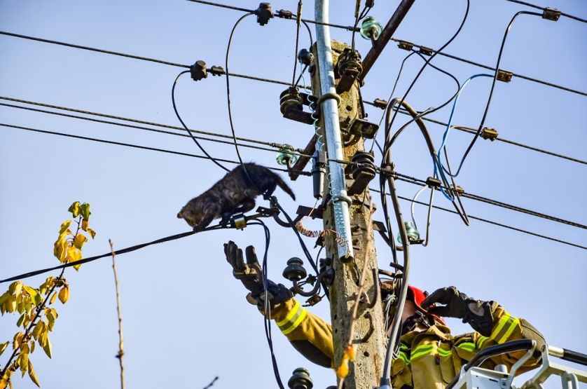 Kot utknął na słupie energetycznym. Wezwano strażaków [ZDJĘCIA] - Zdjęcie główne