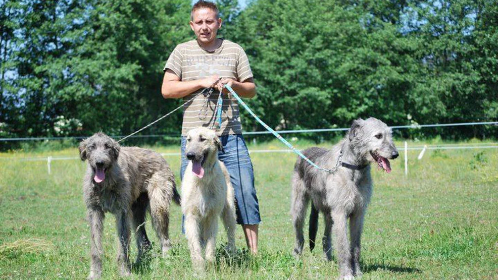 Od 10 lat jest prezesem Fundacji "Benek". Jarociniak ratuje konie, wielbłądy i żubry