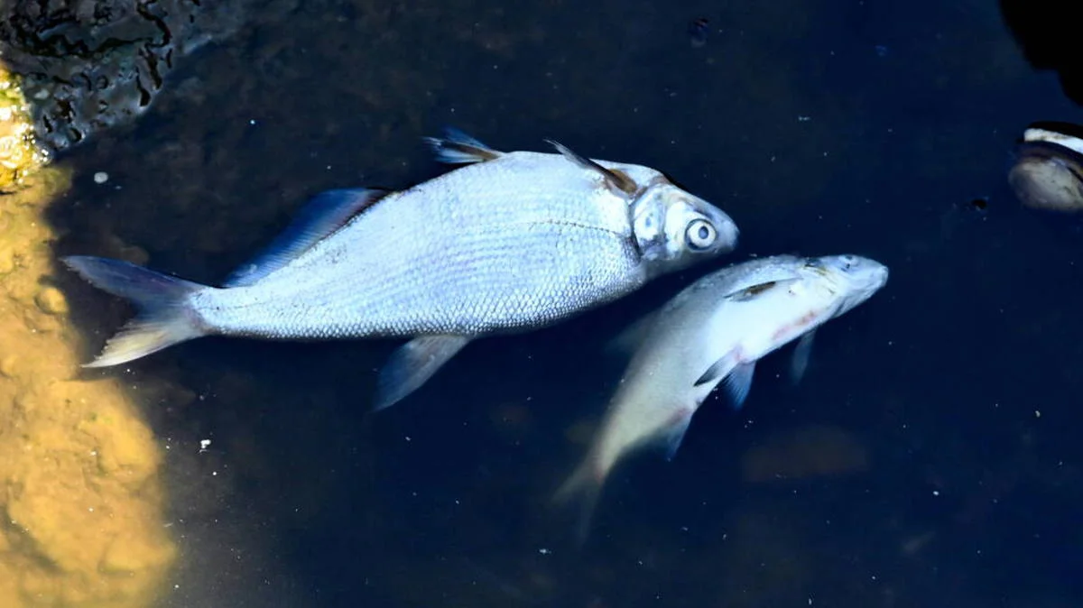 Śnięte ryby w dopływie Warty. Czy ryby w Wielkopolsce są bezpieczne? - Zdjęcie główne