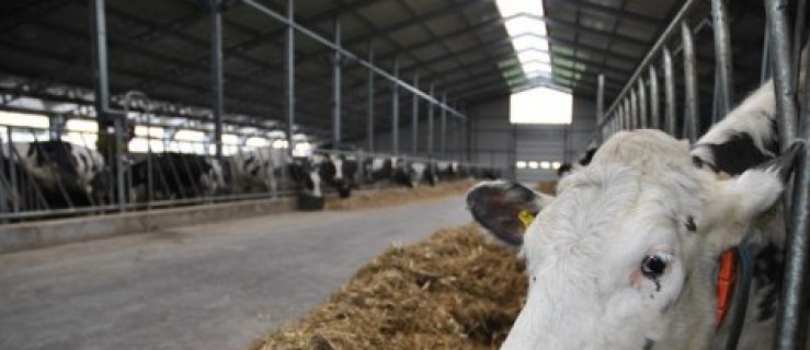 Kary za mleko zostaną umorzone? Najnowsze informacje! - Zdjęcie główne