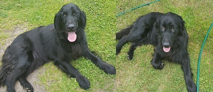  Przybłąkał się zadbany pies. Właściciel poszukiwany - Zdjęcie główne