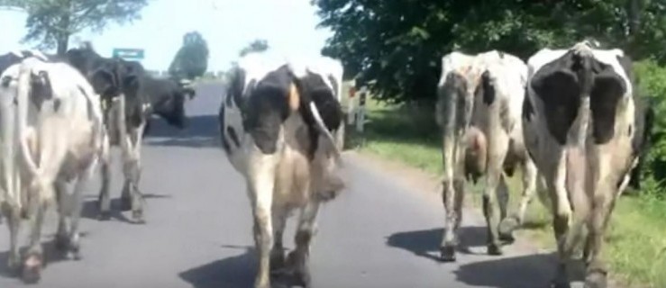 Jedziesz drogą, a tu nagle... Po prostu muuusisz to zobaczyć! [WIDEO] - Zdjęcie główne