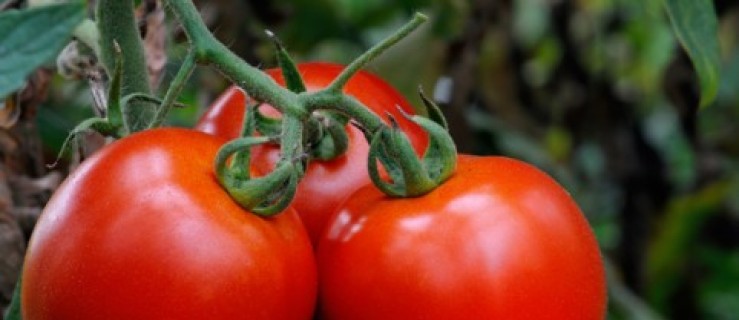 Święto Pomidora w Kotlinie - Zdjęcie główne