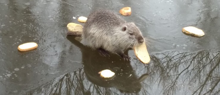 Nie dokarmiajmy nutrii ani kaczek. A już na pewno nie chlebem - Zdjęcie główne