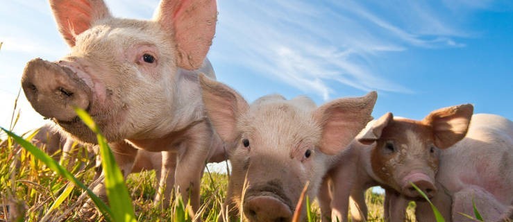 Rolnik nie będzie mógł ubić świni w gospodarstwie nawet dla siebie? - Zdjęcie główne