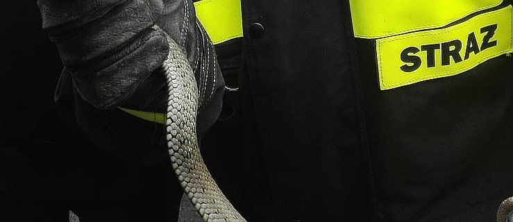 Strażacy wezwani do schwytania węża - Zdjęcie główne
