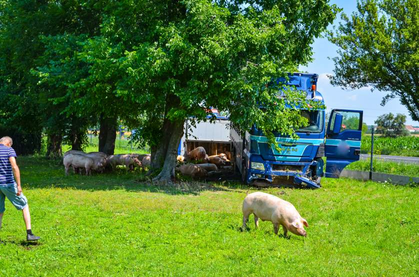 Ciężarówka przewożąca świnie wypadła z DK 15 w Golinie