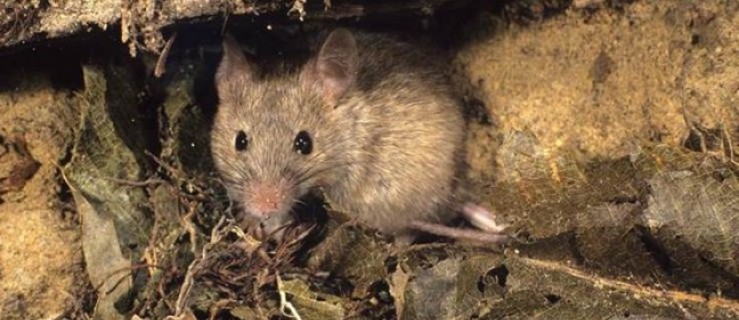 Myszy i szczury: Jak zwalczyć? - Zdjęcie główne