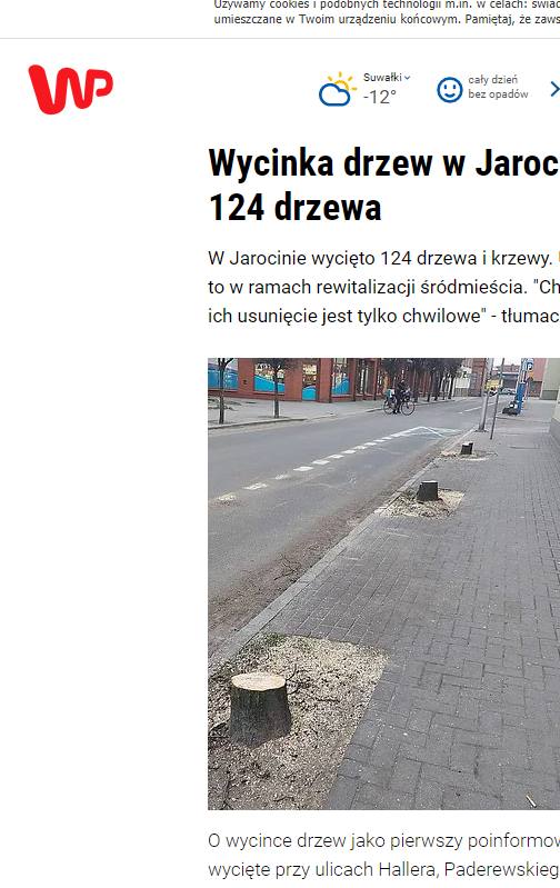 Wycięte drzewa w Jarocinie na ustach całej Polski. O sprawie mówią największe media w kraju 