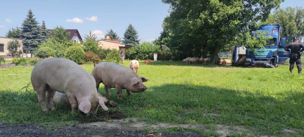 Ciężarówka przewożąca świnie wypadła z DK 15 w Golinie