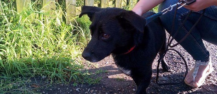 Znasz tego psa? Pomóż szukać właściciela - Zdjęcie główne