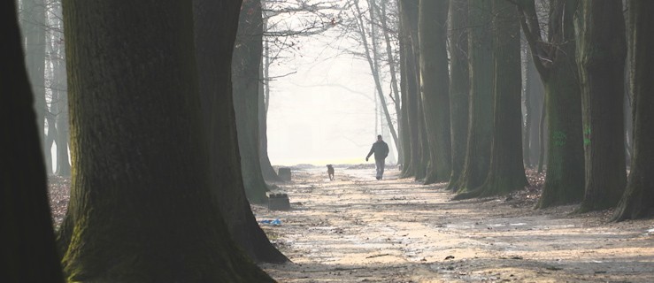 Będą odnawiać jarocińską aleję dębową [ZOBACZ WIDEO] - Zdjęcie główne