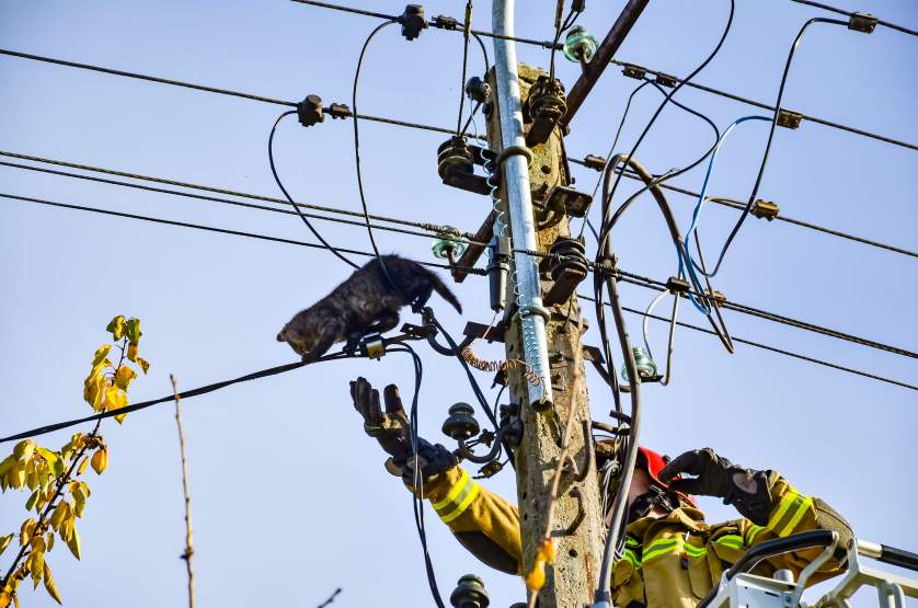 Uwalnianie kota ze słupa energetycznego