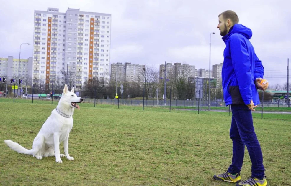 Wybieg dla psów w Jarocinie? Co myślą o nim jarociniacy? - Zdjęcie główne