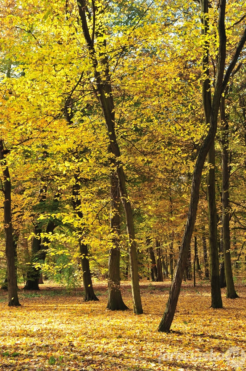 Park Miejski w Jarocinie. Taka jesień...  - Zdjęcie główne