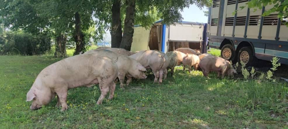 Ciężarówka przewożąca świnie wypadła z DK 15 w Golinie