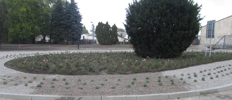 Dwa tysiące cisów, róż i jaśminów dla mieszkańców DPS-u - Zdjęcie główne