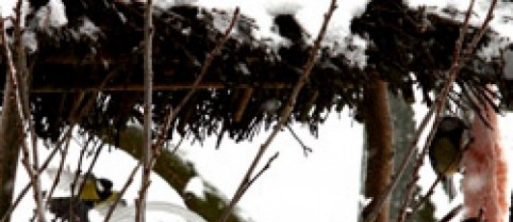 Ptasia stołówka zimą - Zdjęcie główne