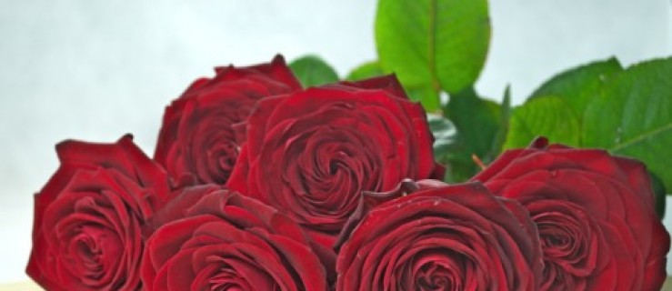 Zła informacja dla miłośników róż - Zdjęcie główne