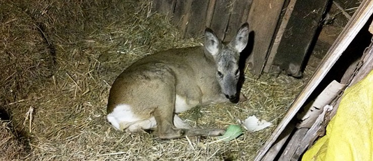 Potrącił ją samochód, niestety przeżyła. Cierpi, ale nikt jej nie chce pomóc [WIDEO] - Zdjęcie główne