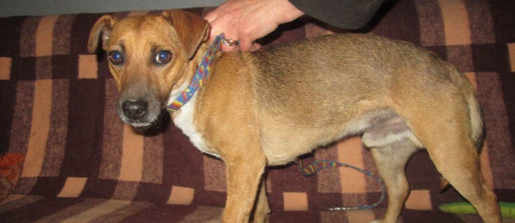 Jarocin. Dwa miesiące wałęsał się na osiedlu. Szuka domu - Zdjęcie główne