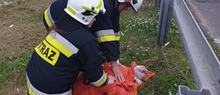 Wypadł z transportu. Konieczna była interwencja policji i straży pożarnej    - Zdjęcie główne