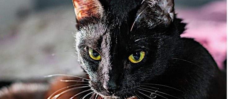 Dzisiaj święto czarnych kotów. Czy jesteście przesądni? [SONDA] - Zdjęcie główne